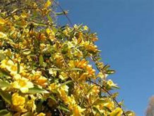 BIGNONIA “YELLOW” CROSSVINE*Rooted Starter Plant*USA SELLER*ATTRACTS BUTTERFLIES