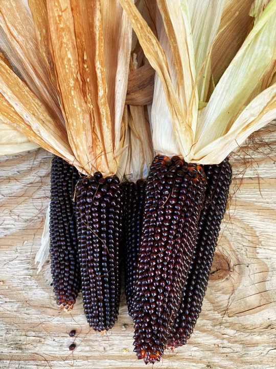 Dakota Black Popcorn Seeds | Popping Purple Blue Ornamental Pop Corn Seeds 2023