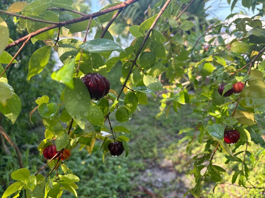 2 MO DOUBLE SURINAM CHERRY BLACK (EUGENIA UNIFLORA) LOLITA CULTIVAR (NOT GRAFT)
