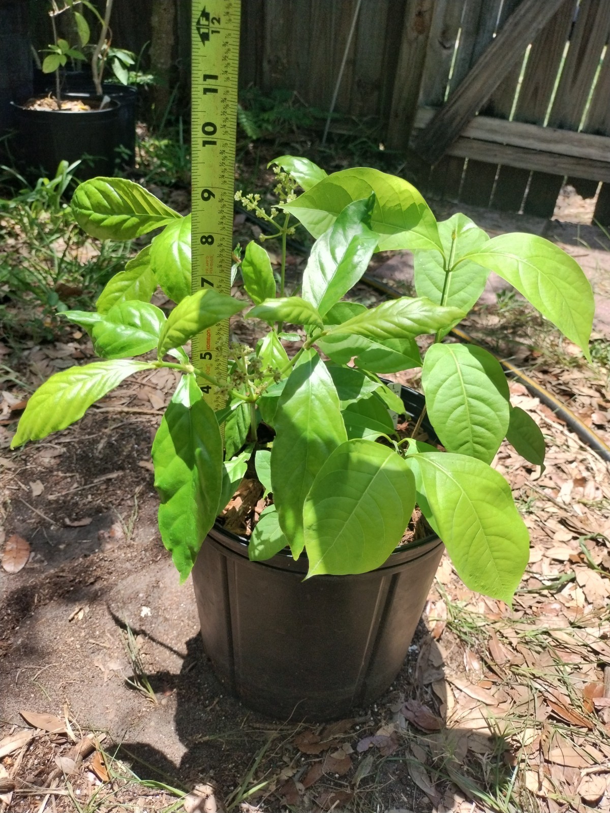 2 Plant Combo South American Psychotria V. And B. Caapi Plant In Same Pot # 1