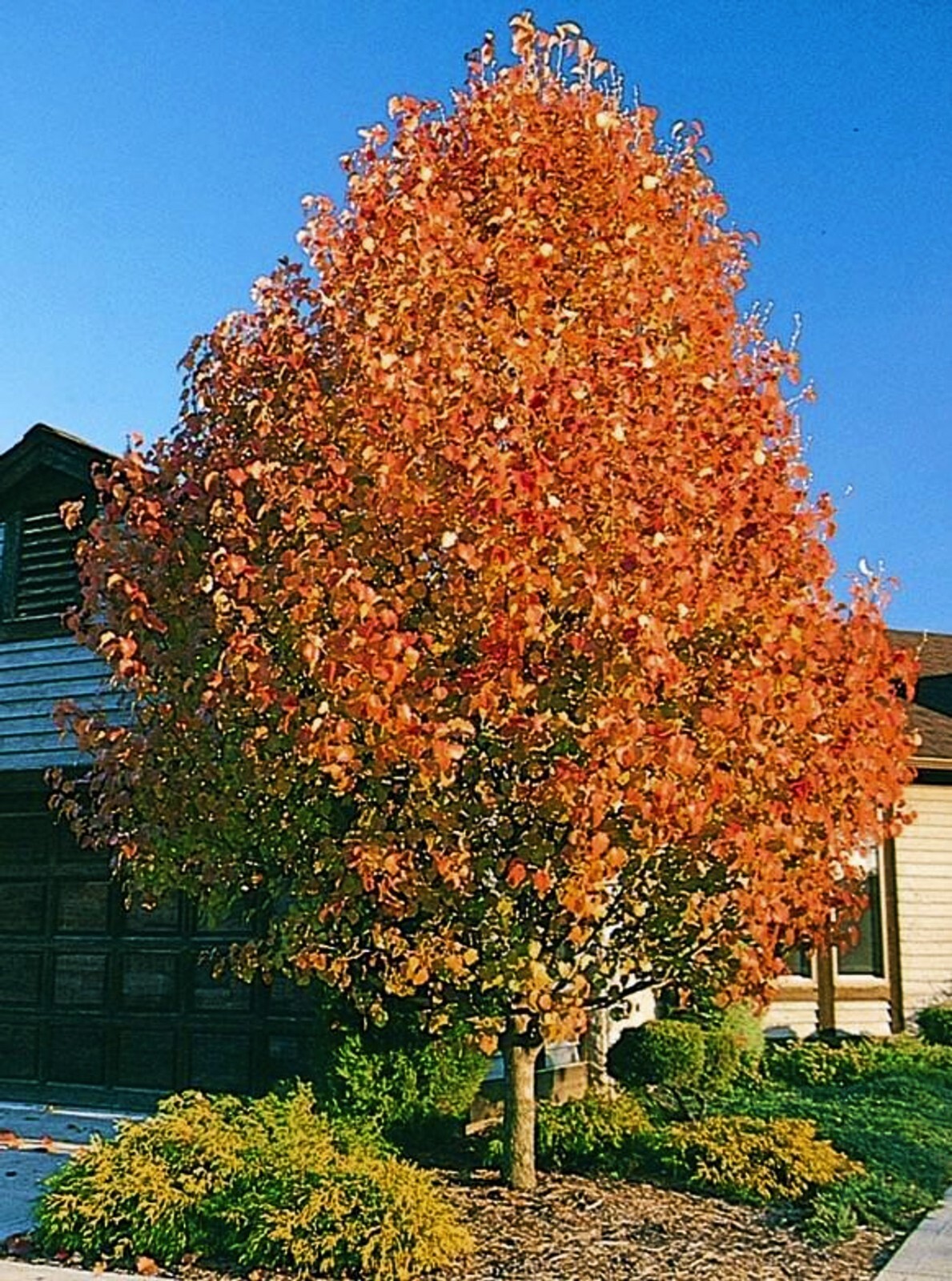 European Pear Tree | Premium Seeds | Pyrus communis ‘Fall’ | Plants’®
