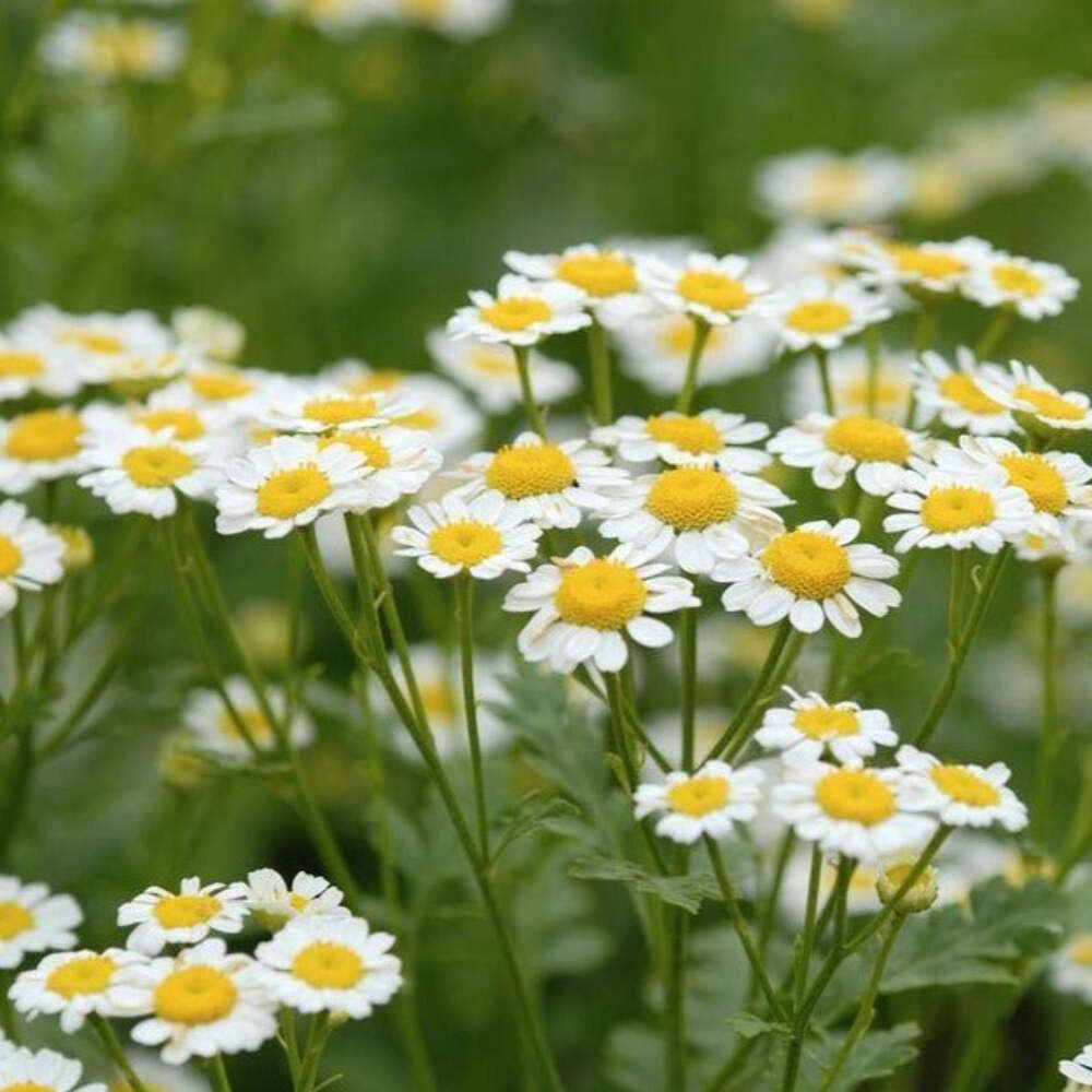 German Chamomile Seeds (Matricaria recutita) ~Traditional Herb Pollinator Garden