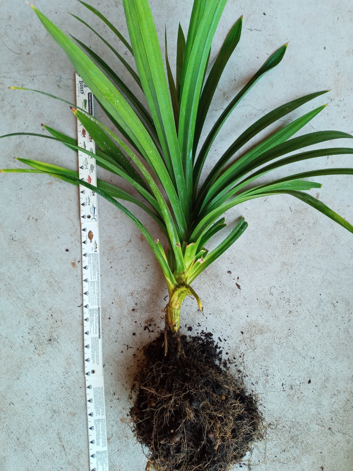 Pandan fragrant Leaves, Pandanus amaryllifolius rooted live Plant, lá Dứa