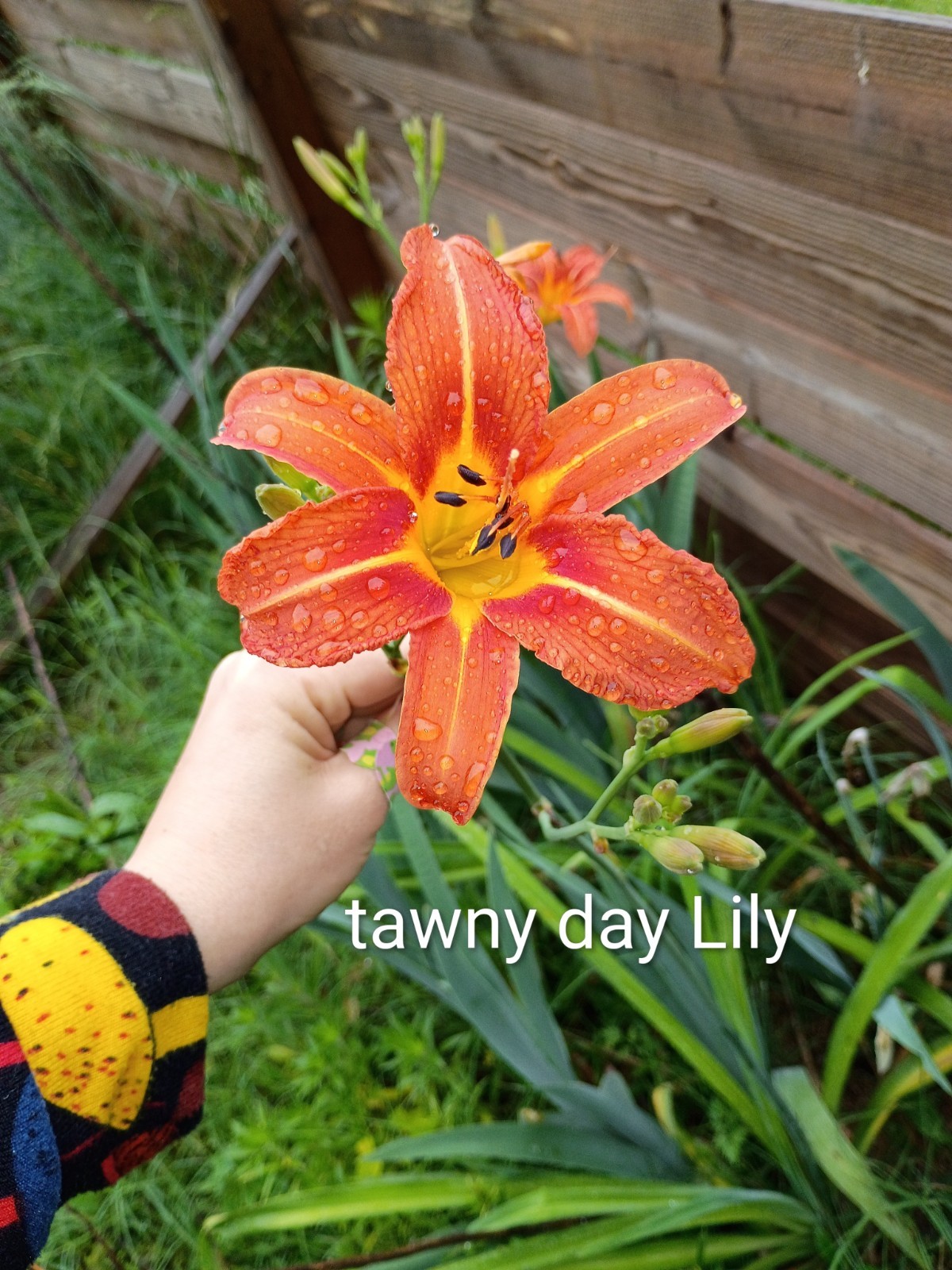 Assorted Daylilies, Many Different Colors, perennials return every year (1 Root)