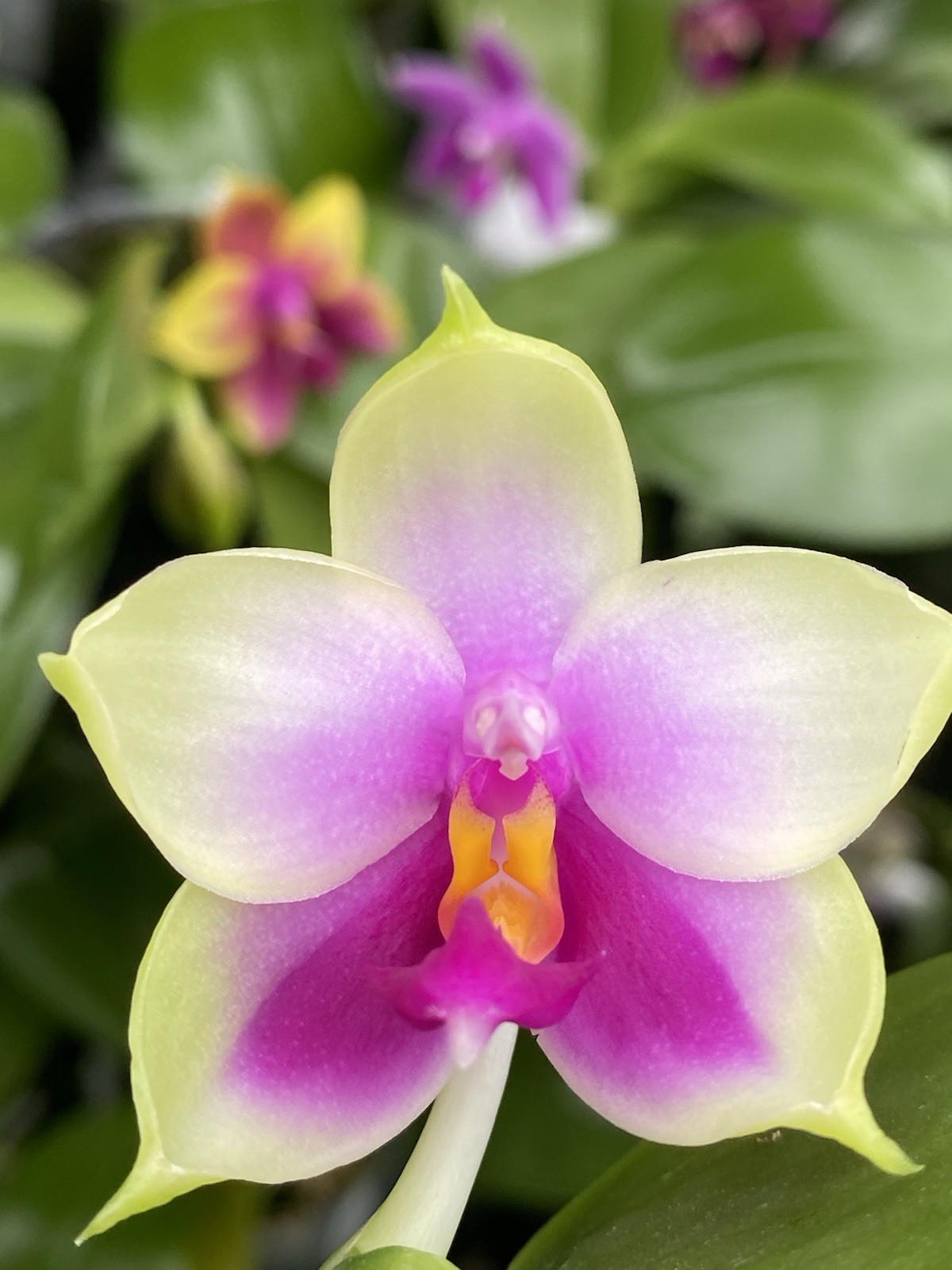 Original Phal Phalaenopsis Sweet Memory x bellina-FRAGRANT
