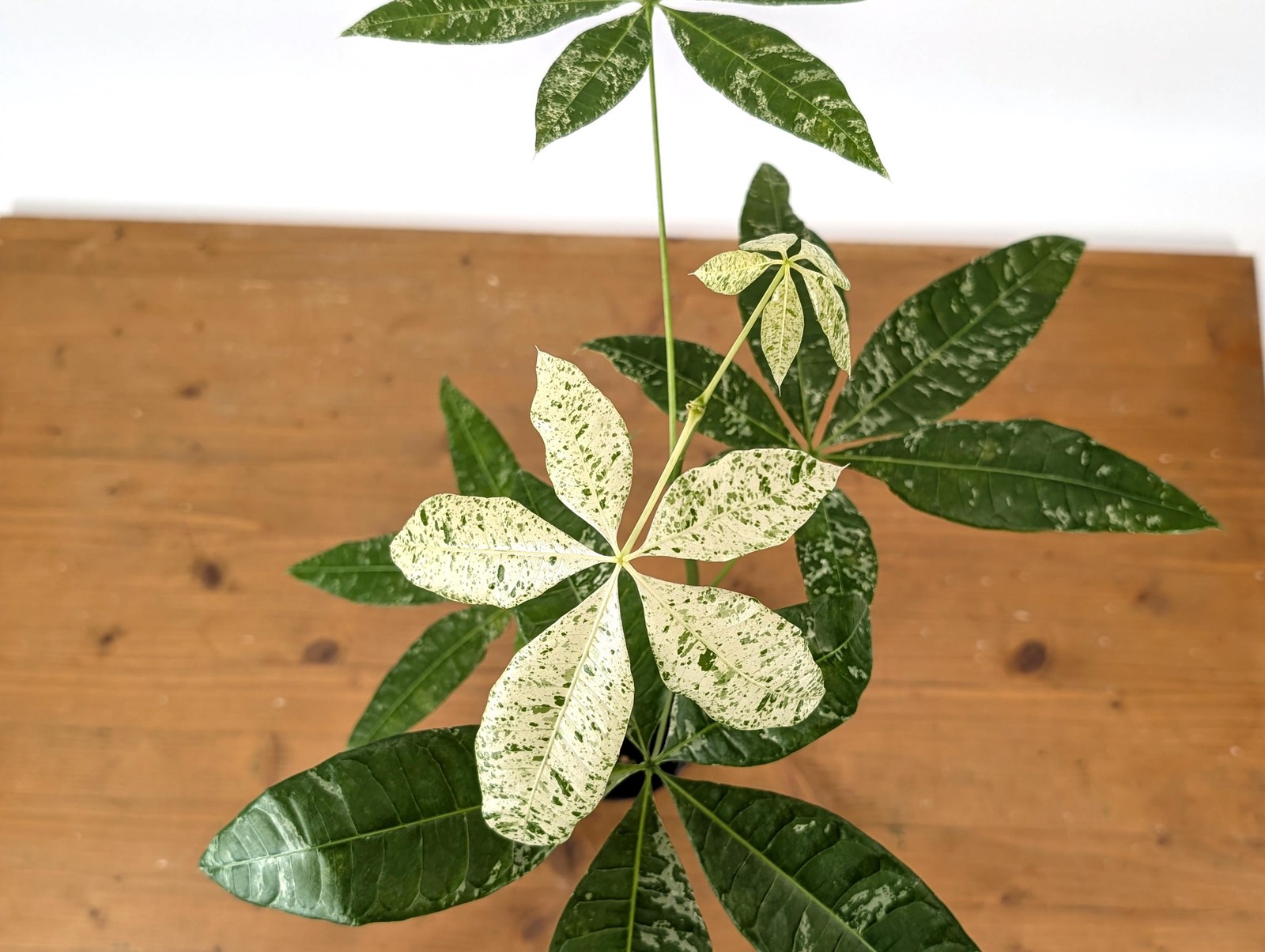 Albo Milky Way Variegated Money Tree (Pachira) 4” pot