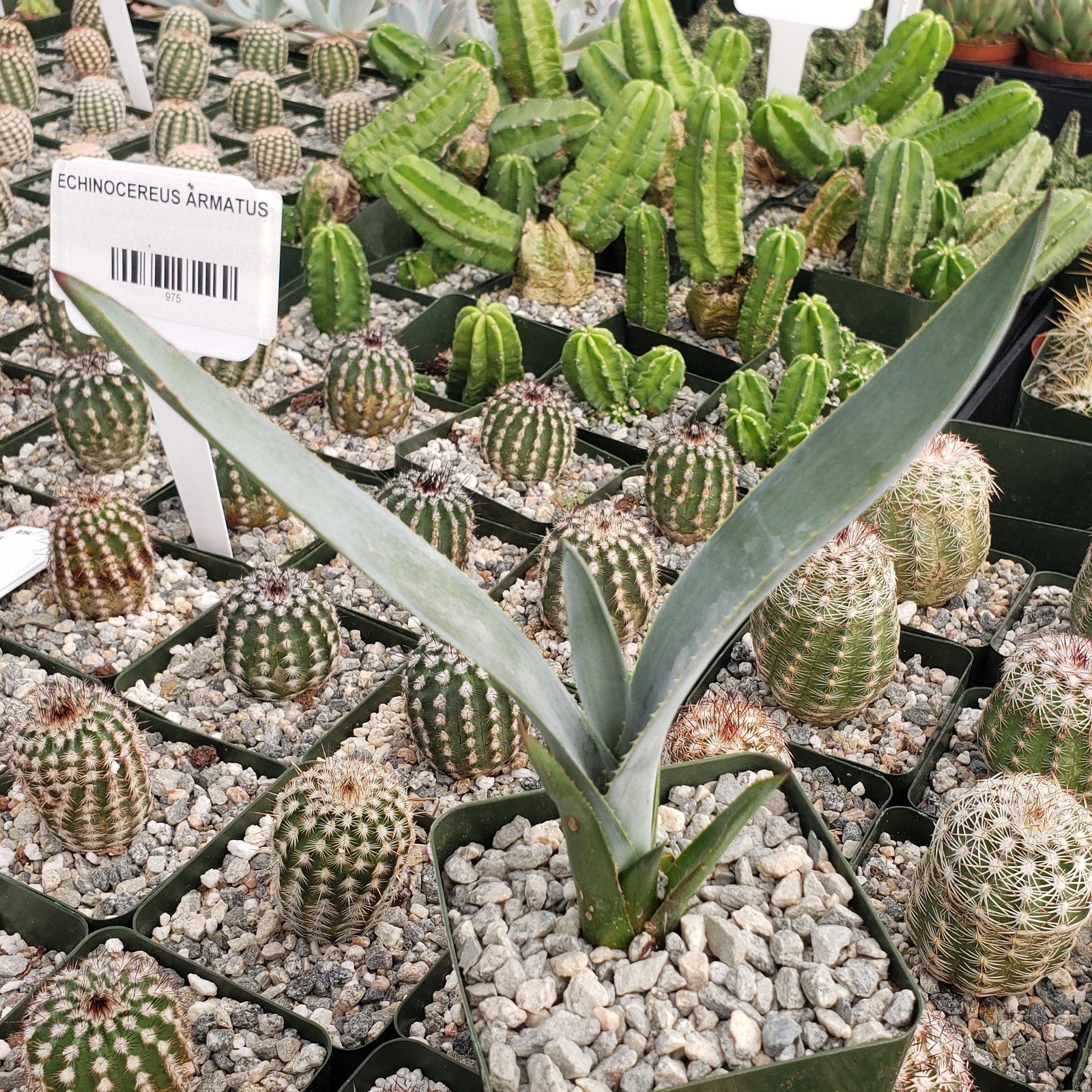 Blue agave – Agave Tequilana ‘Tequila Plant’ cactus Cacti Succulent real live pl