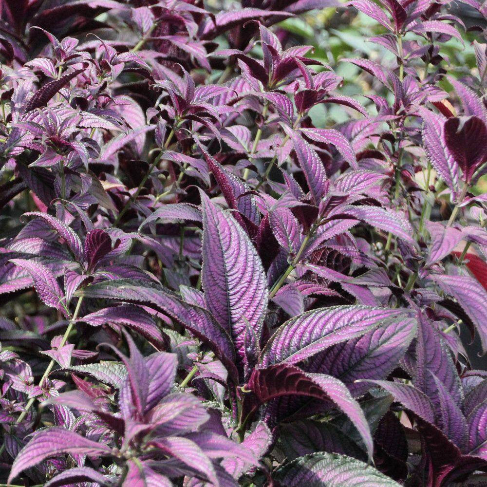 4 In. Persian Shield Purple Bloom Strobilanthes Plant (16-Pack)