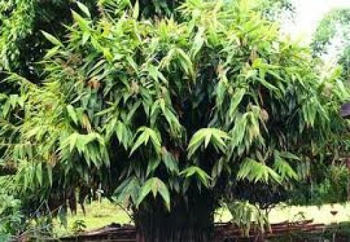 Thysanolaena maxima Tiger Grass 20 seeds