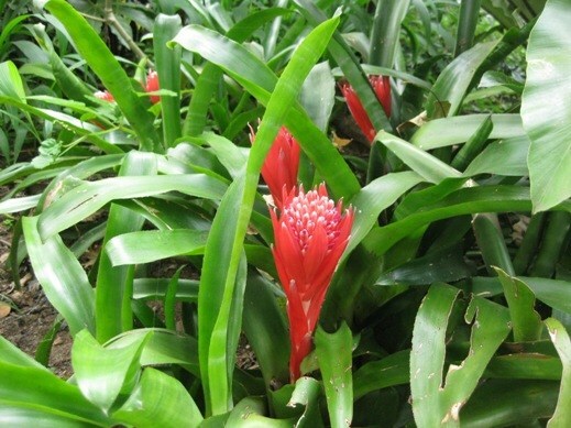 5 DIFFERENT Assorted Live Potted Plants!!! SHIPS FREE!!!