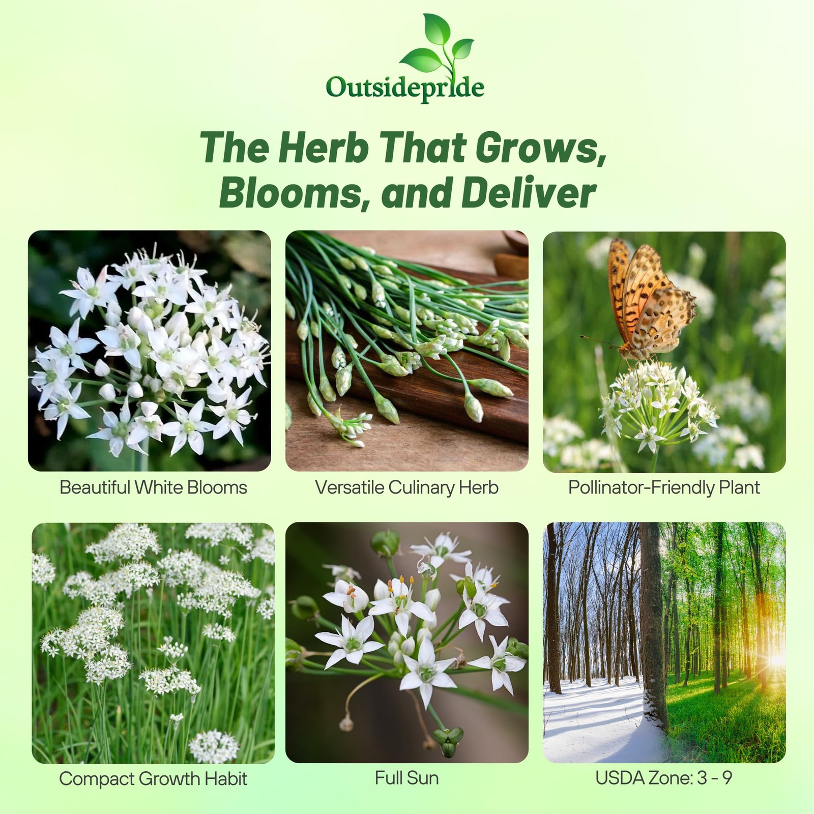 1 OZ Non-GMO Garlic Chives Herb Seeds For Sprouting & Microgreens