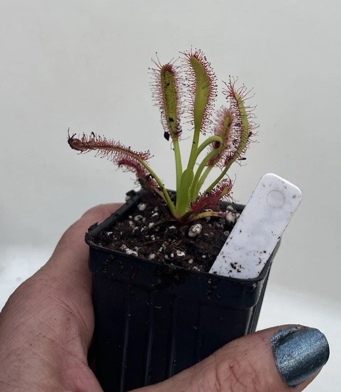 Drosera Hercules Live Sundew Potted Plant Carnivorous