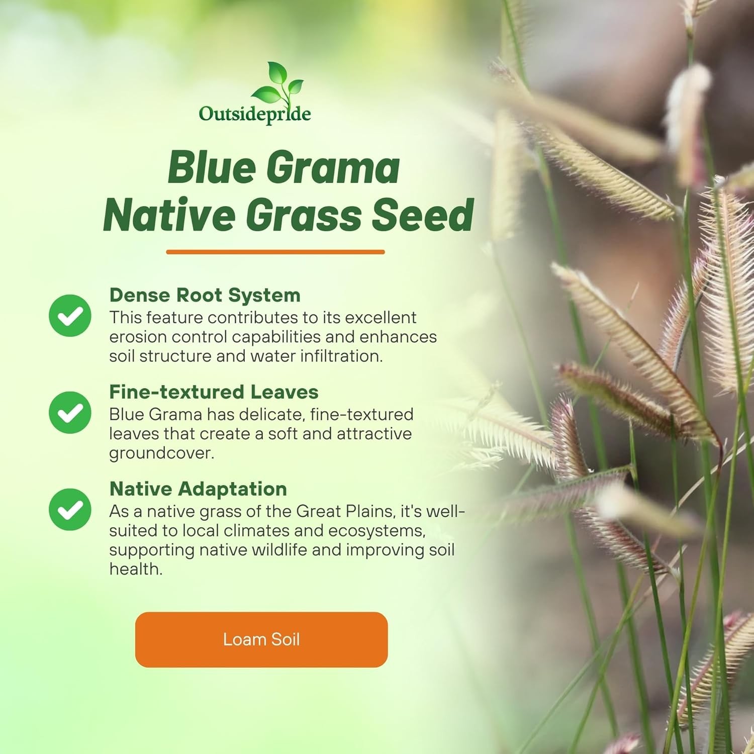 1 LB Blue Grama Native & Prairie Grass For Drought Tolerance & Xeriscape