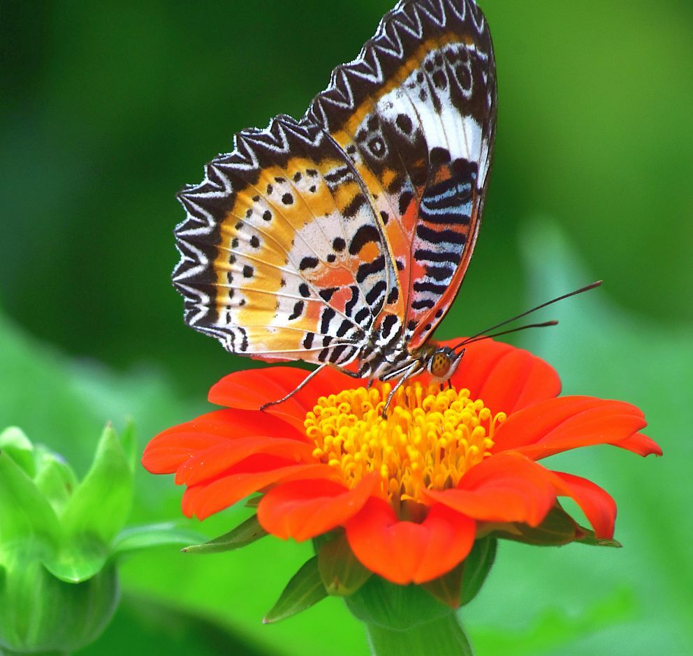 100 Seeds, Mexican Sunflower Seeds – Red B145, Home Garden DIY
