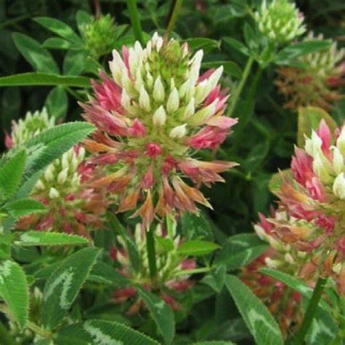1 lb. Arrowleaf Clover Seeds for Foodplots