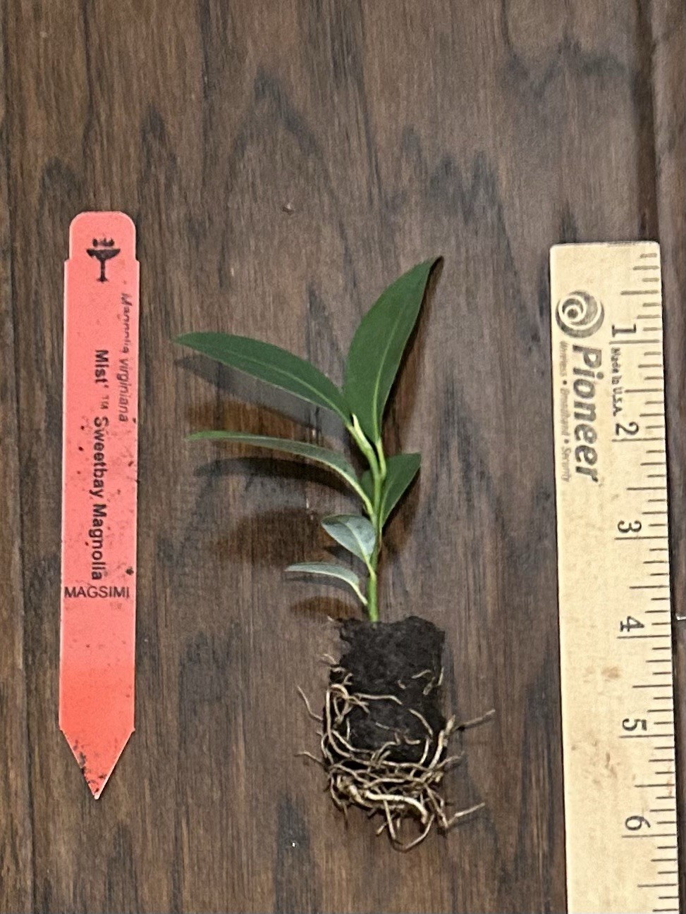 Sweetbay Magnolia (Magnolia virginiana “Silver Mist”) – TC Plant Plug -3-6 in
