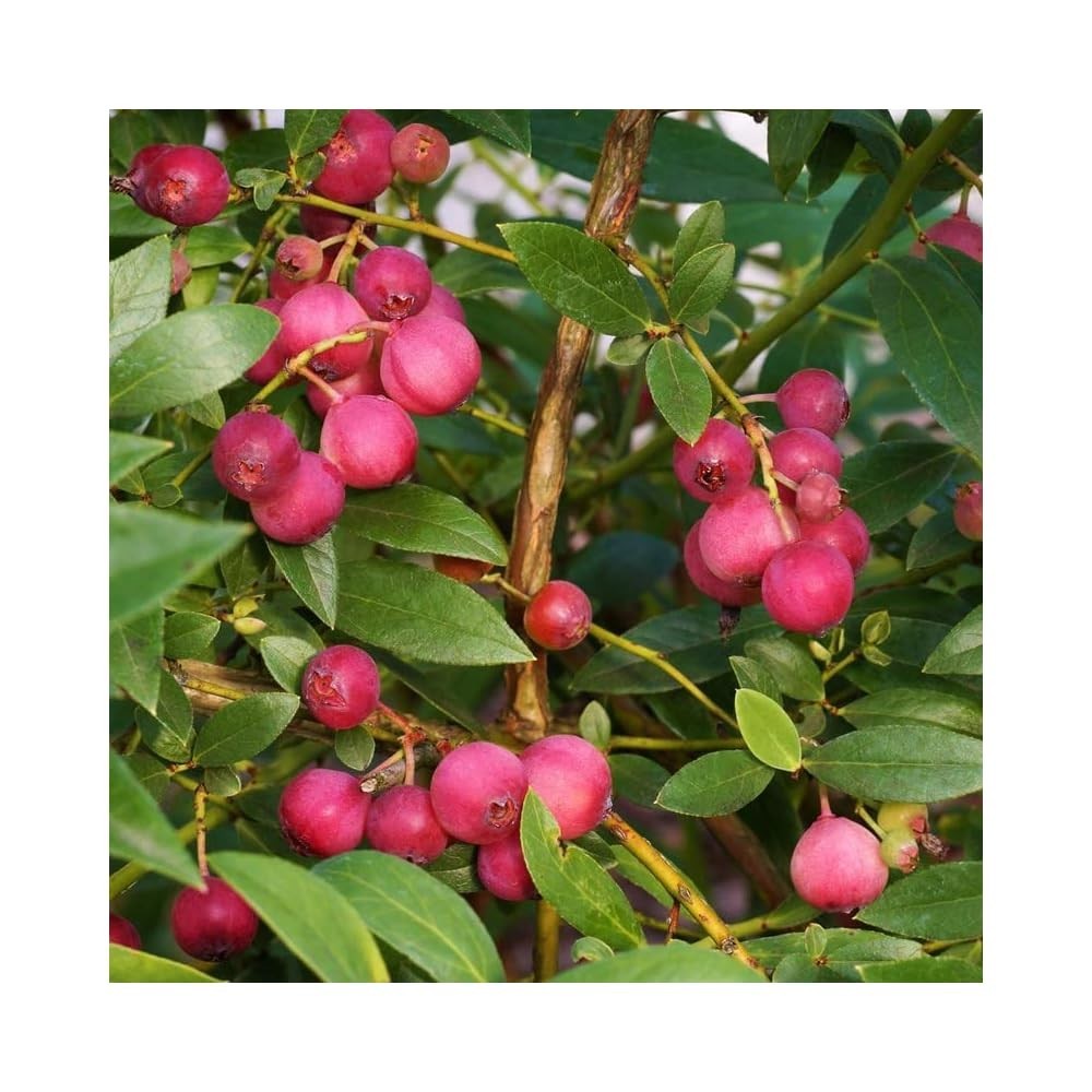 Florida Rose Pink Rabbiteye Blueberry – 1 TC plant/plug -3-6 in – Edible!