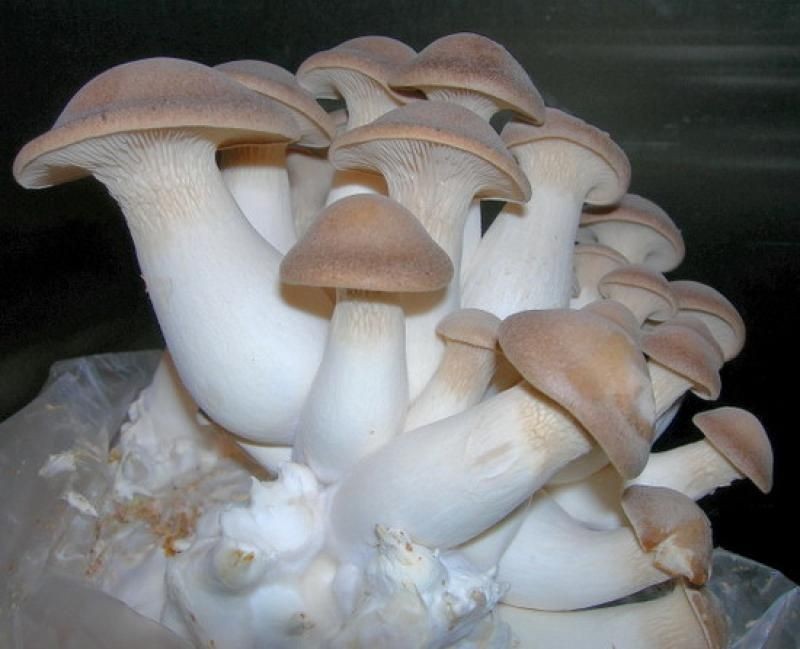 Mycelium Oyster Royal + Champignon GIANT + Chanterelle Yellow Organic Ukraine