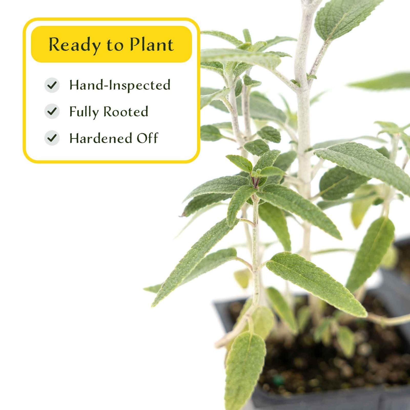 2 Santa Barbara Mexican Sage Plants in 3.5″ Cubes, Live Aromatic Shrub (Salvia)