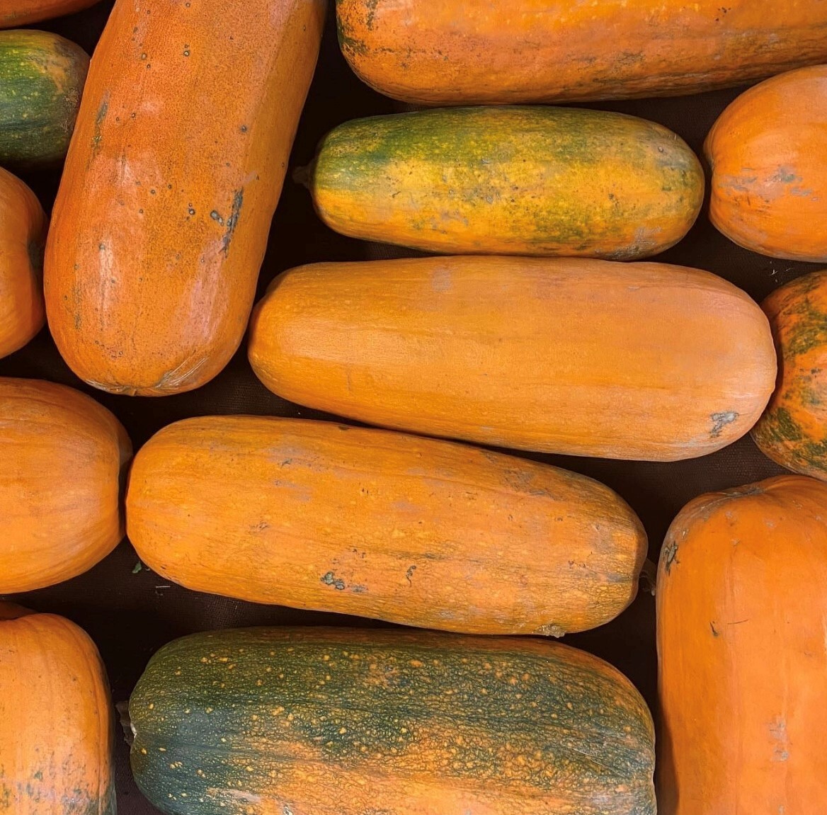 Long Pie Pumpkin Seeds | Heirloom | Organic