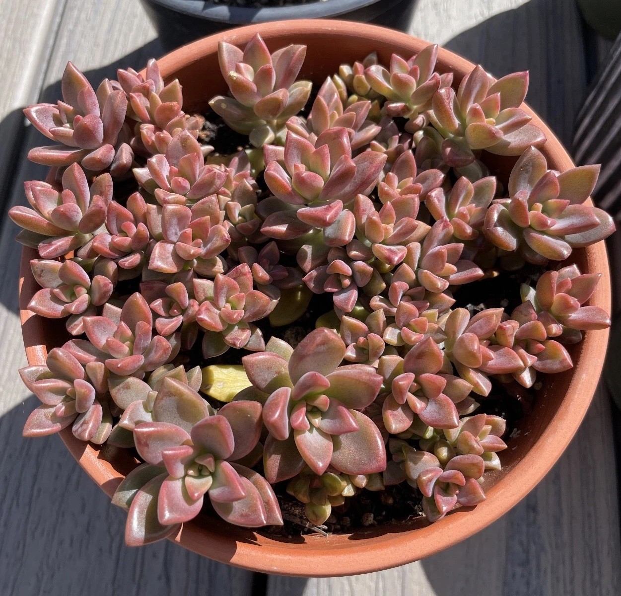20 Succulent Plants Leaves for Propagation Assorted + Surprise Bonus Leaves Gift