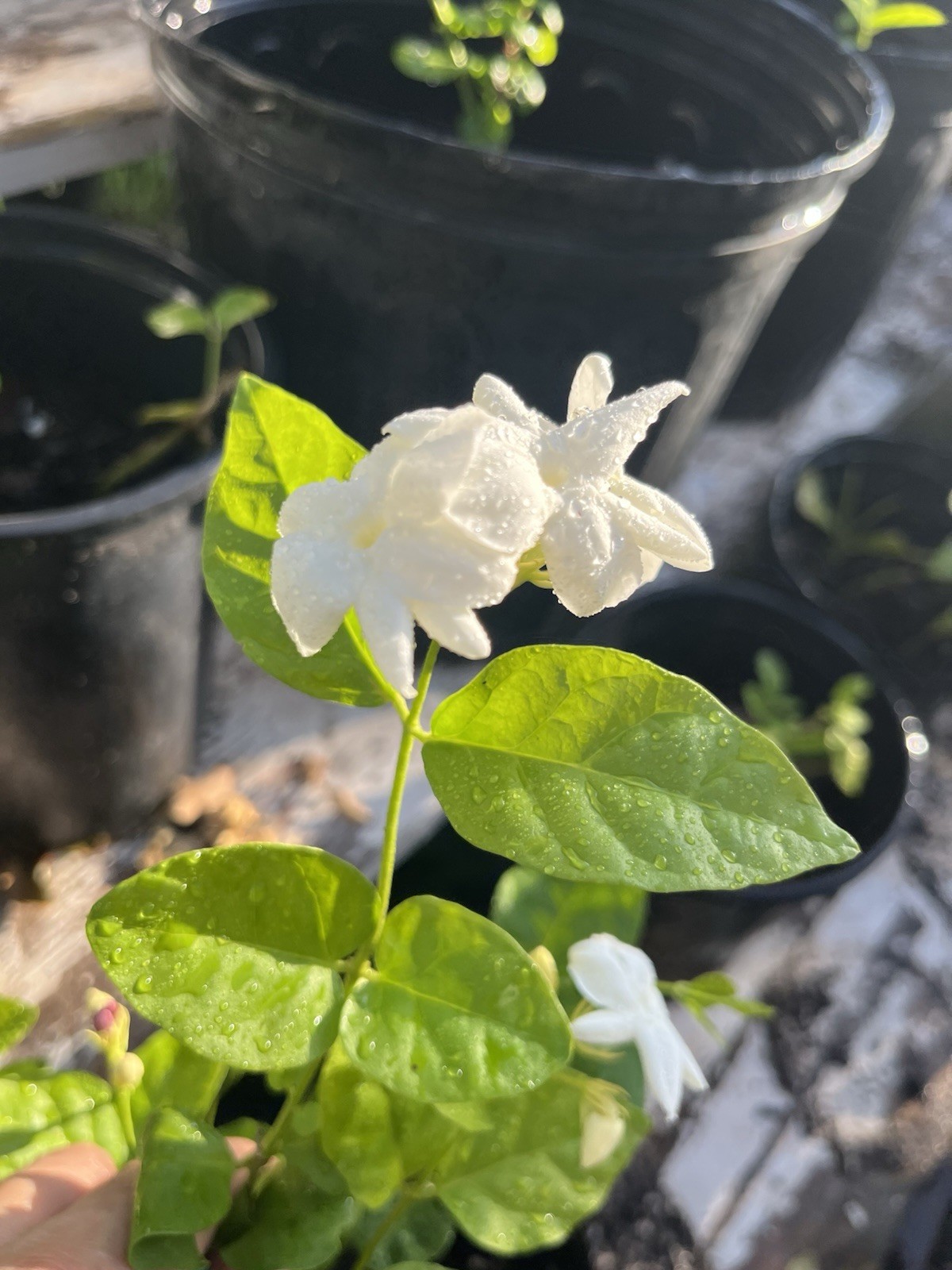 Single petals Jasmine/Jasminum Live Plant 1 Gallon Pot 1 Years Old 10-12 In