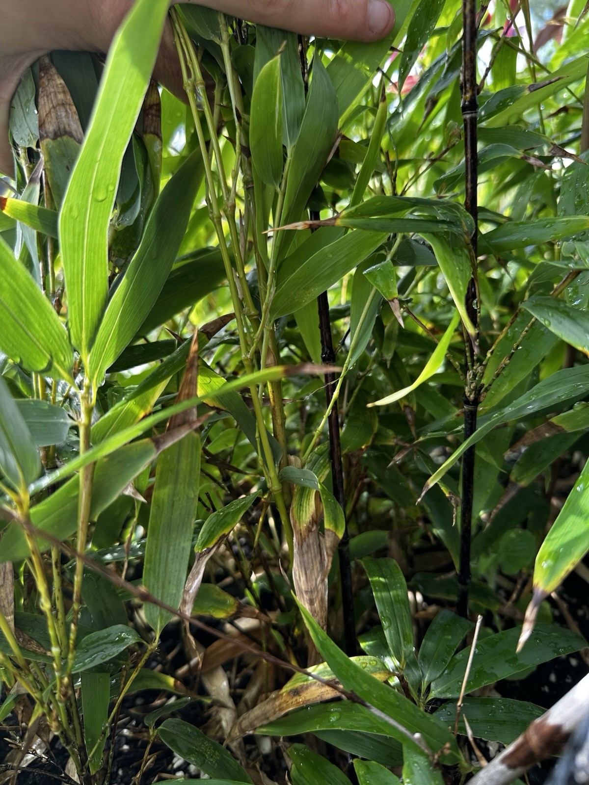 Black Bamboo Plant Cutting 12–24” Established Root Running Bamboo Fast Grow