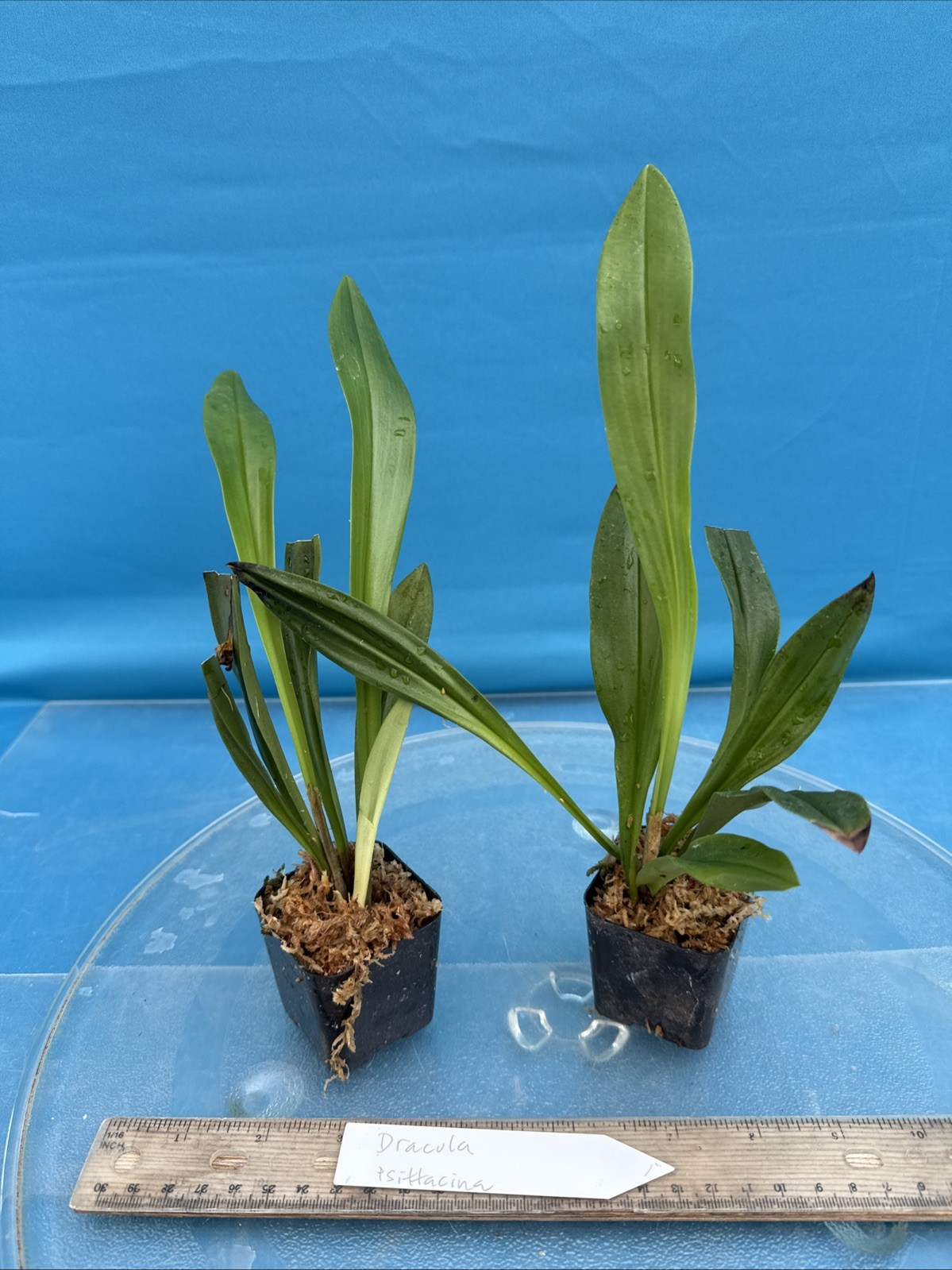 Dracula psittacina Red-Orange Ivory Yellow Bloom Size Orchid Species 1.5” Pot