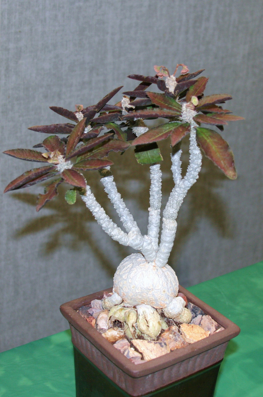 EUPHORBIA AMBOVOMBENSIS exotic madagascar bonsai caudex cacti seed 10 seeds