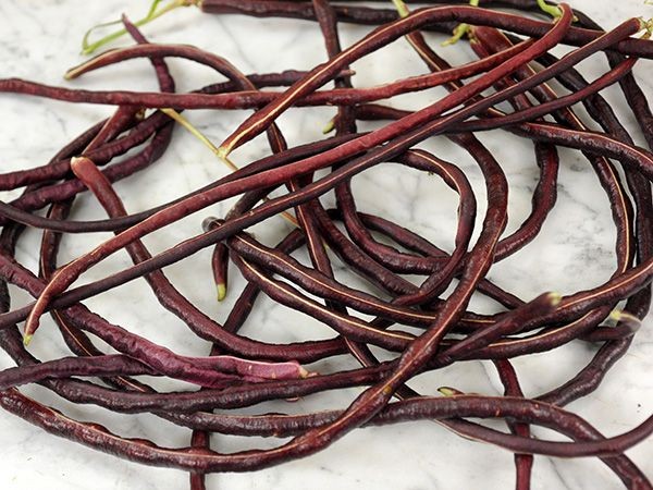 Red Noodle Yard Long Bean Seeds | Asparagus Edamame Cowpea Beans Asian Seed 2024