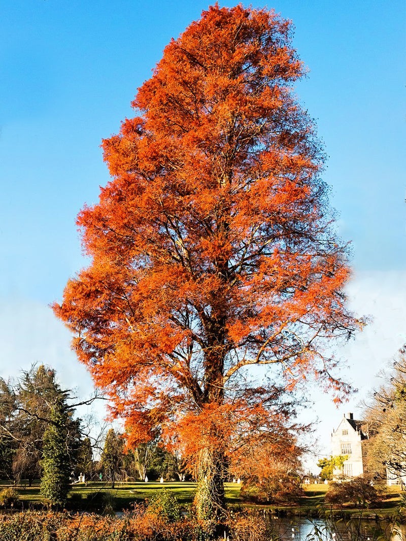 1 Bald Cypress Tree 12-24″ Tall Taxodium distichum Bare Root
