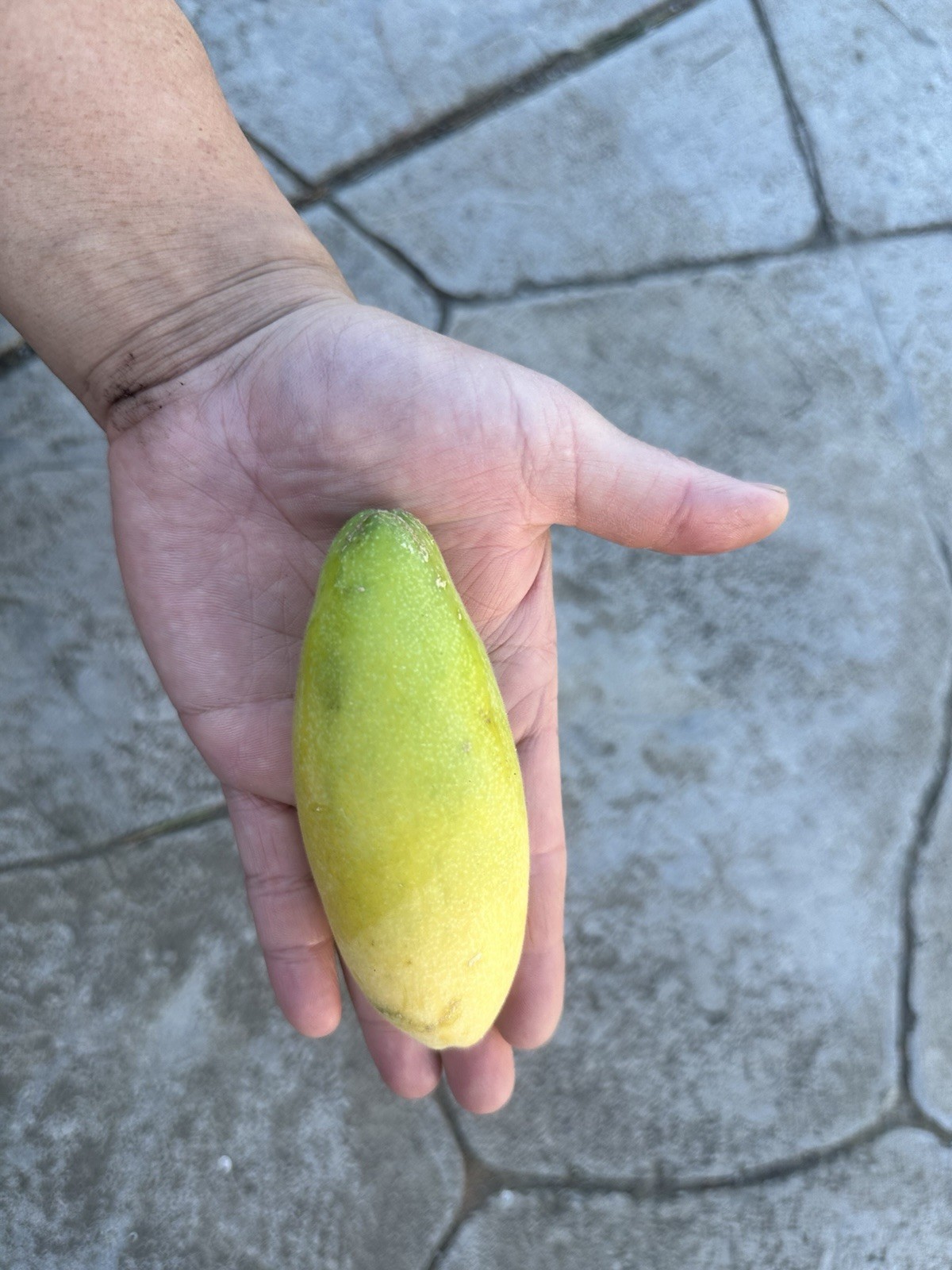 3 Nursery Bananas Passion Fruit Live Plants