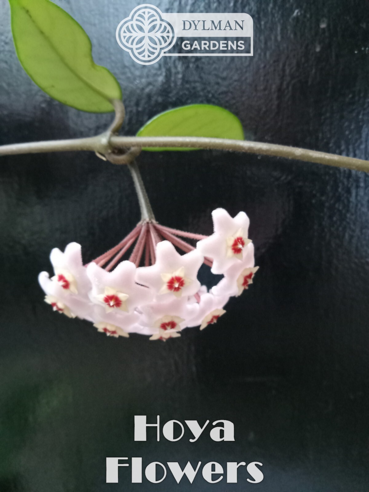 Hoya (Hoya carnosa) – Wax Plant – Porcelainflower – Live Plant – Multiple Sizes