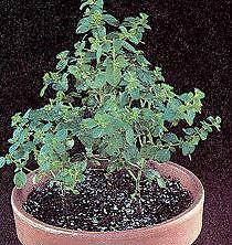 Oregano Origanum vulgare 5,000 seeds
