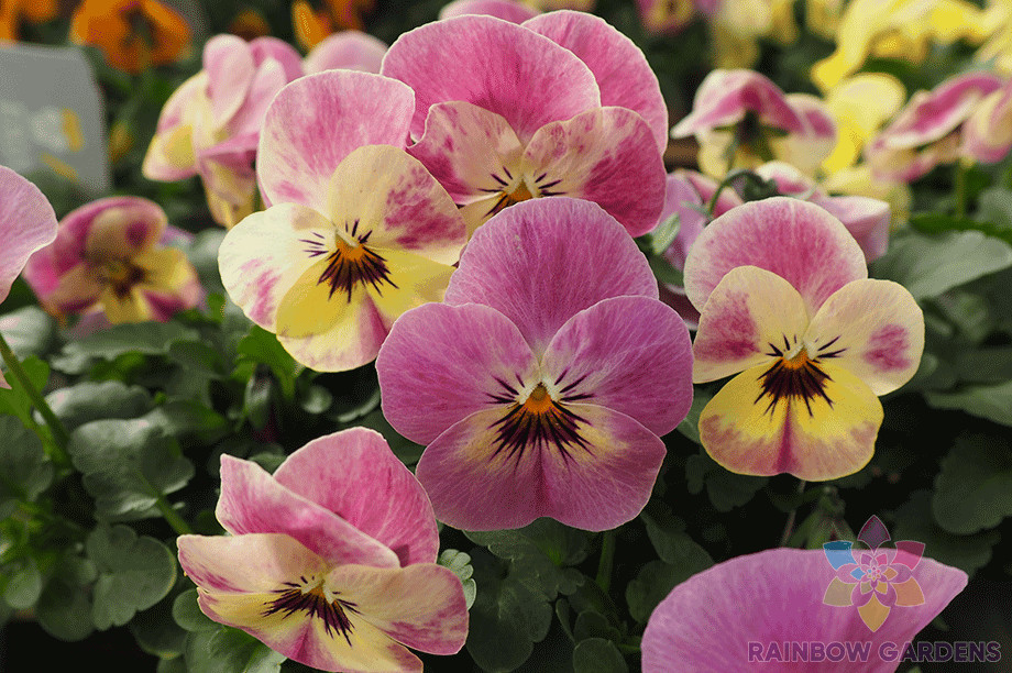 200+ Bel Viso Pineapple Crush Pansy (Viola) Seeds for Garden – FREE SHIPPING!
