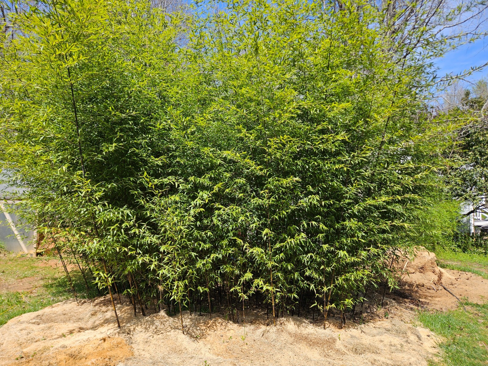 (6) Black Bamboo Rhizomes – Cold-Hardy, Evergreen – Privacy Screen, Fast-Growing
