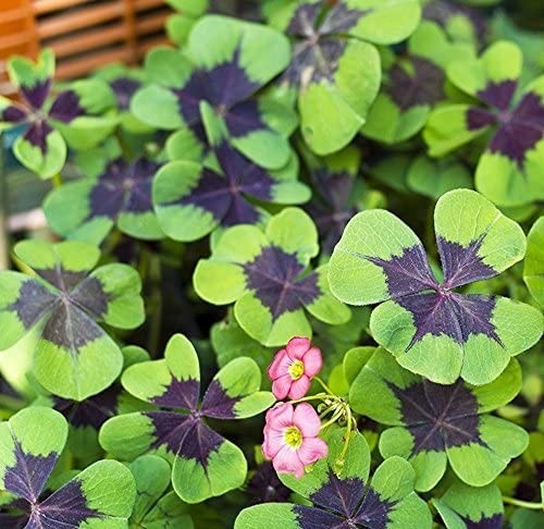 Green Shamrock Bulbs 15 Luck Oxalis Bulbs to Plant, Easy to Grow Indoors Outs…
