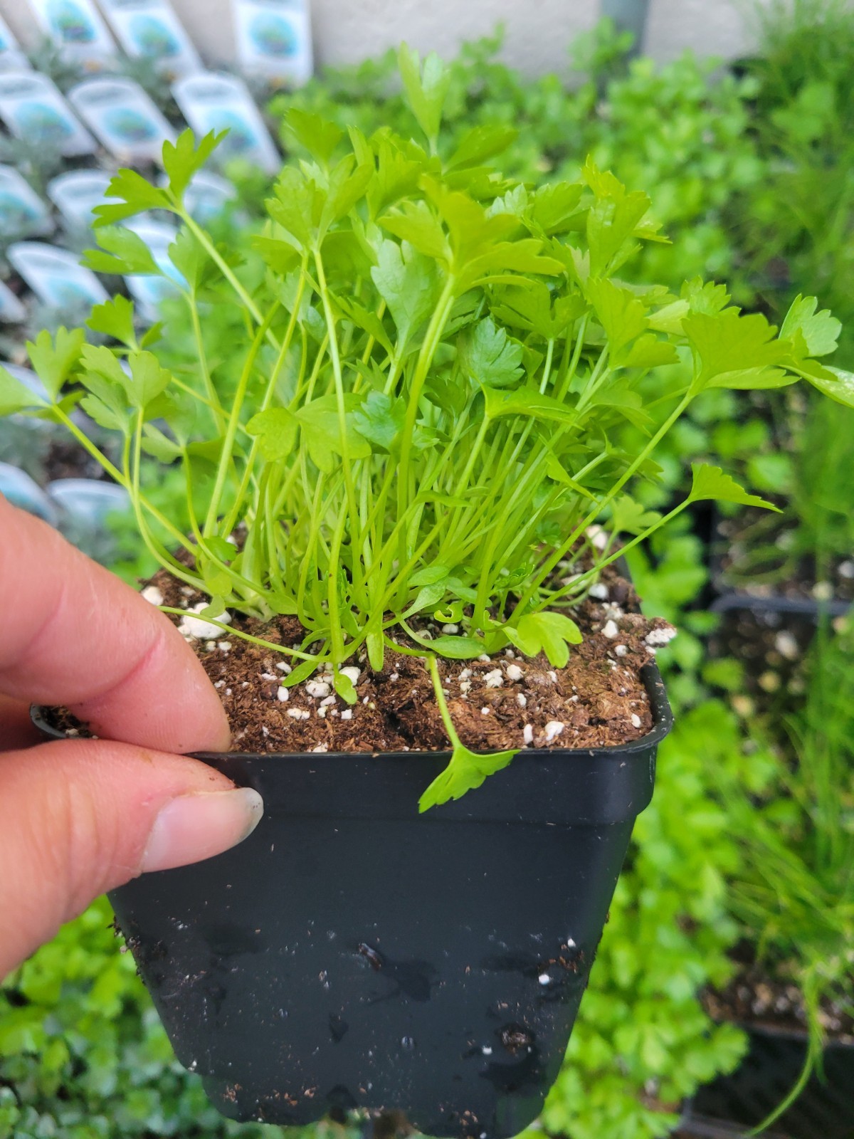 2 Pk Celery Live Plant In 4″ Pots, Healthy Well-rooted Plants