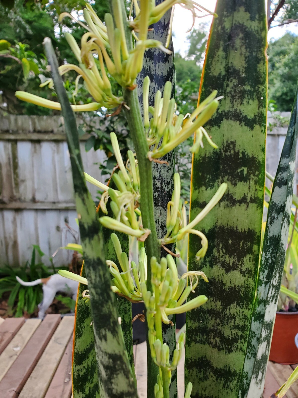 Snake Plant, 10″ + tall Mother-In-Law’s Tongue, Sanseveria Live,