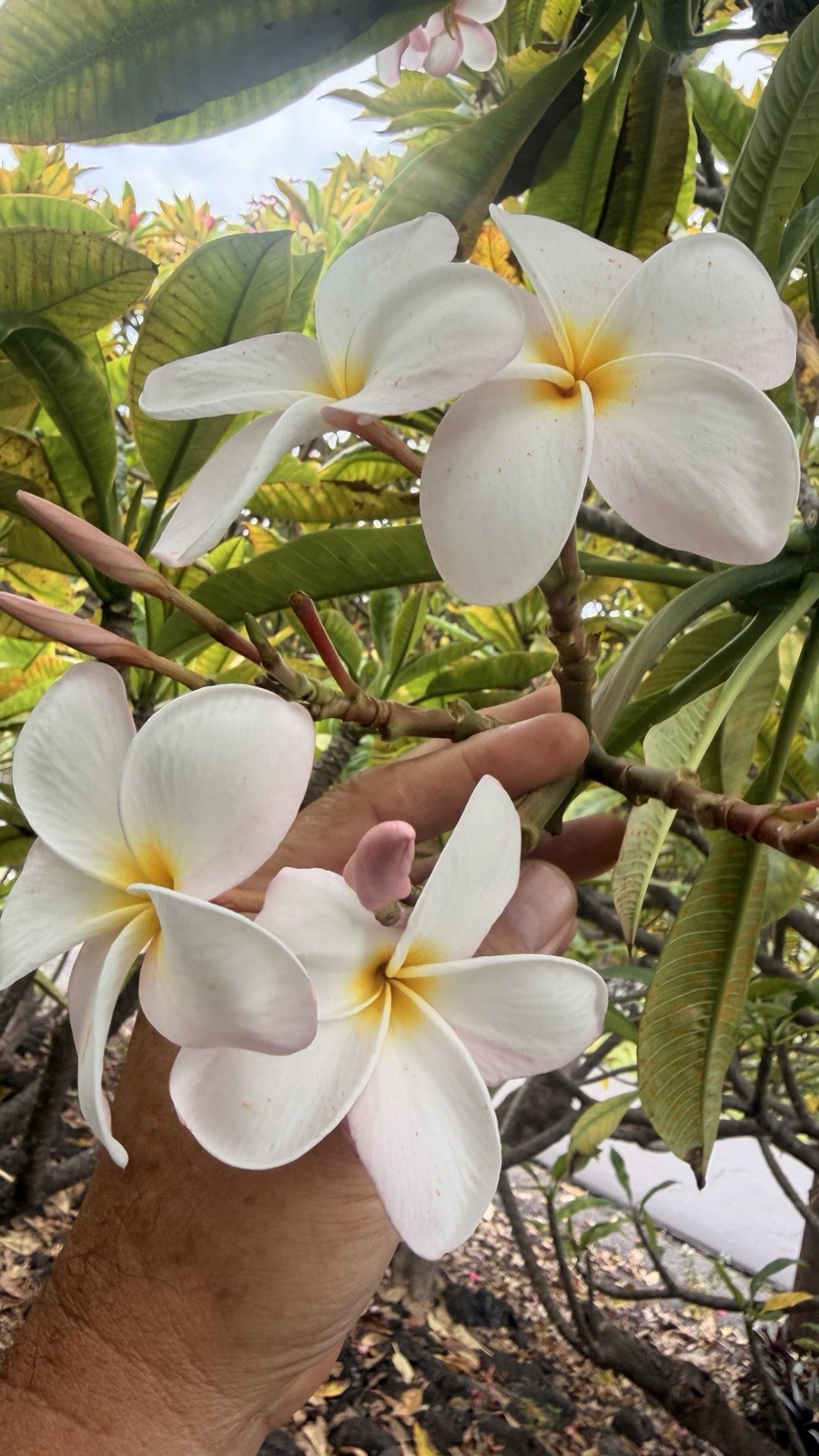 20 Plumeria cuttings, unrooted, grown in Big Island Hawaii 8”-10” Live Cuttings