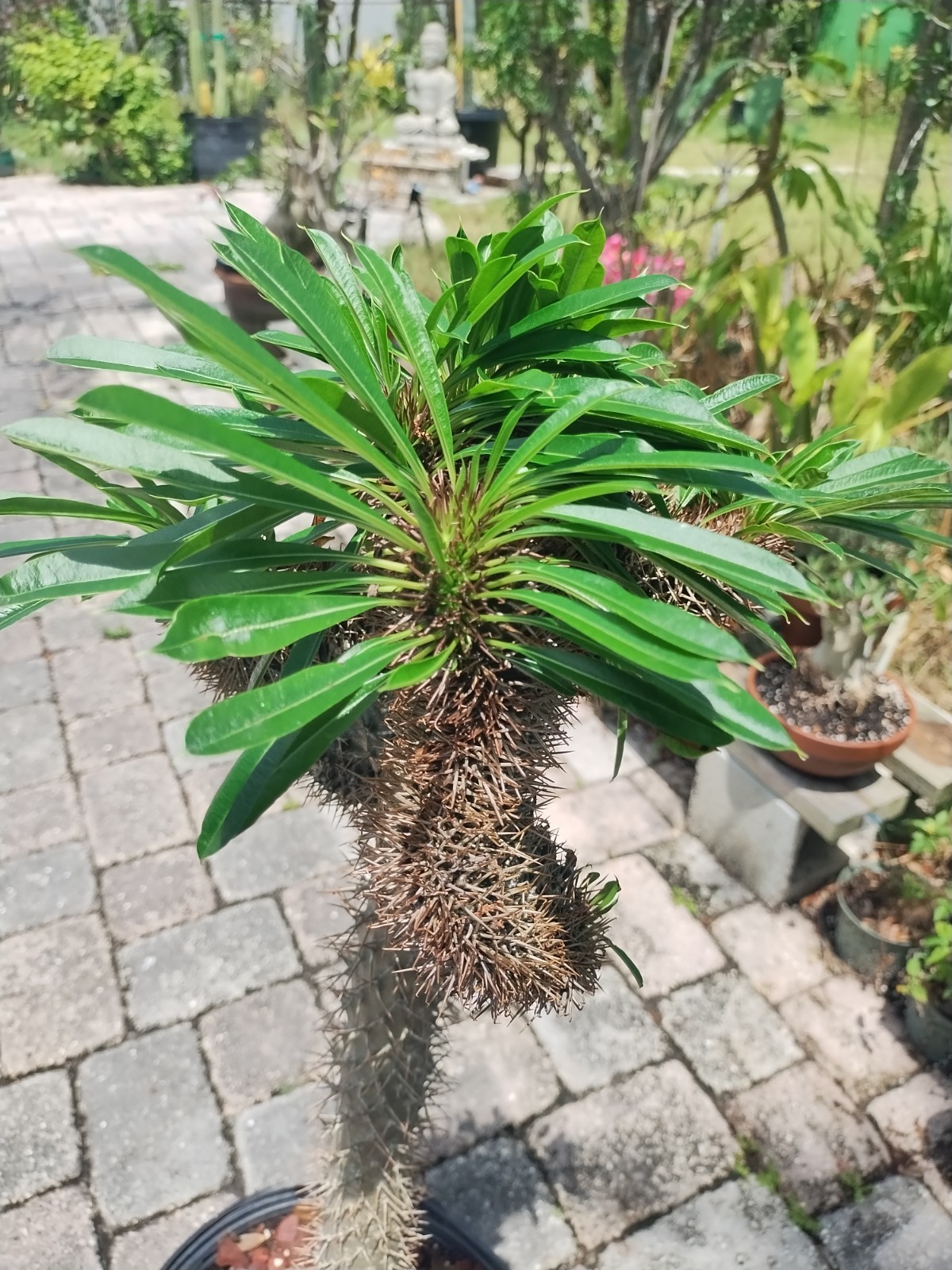 Crested Madagascar Palm, Impressive!Pachypodium lamerei 44 Inches Tall #2