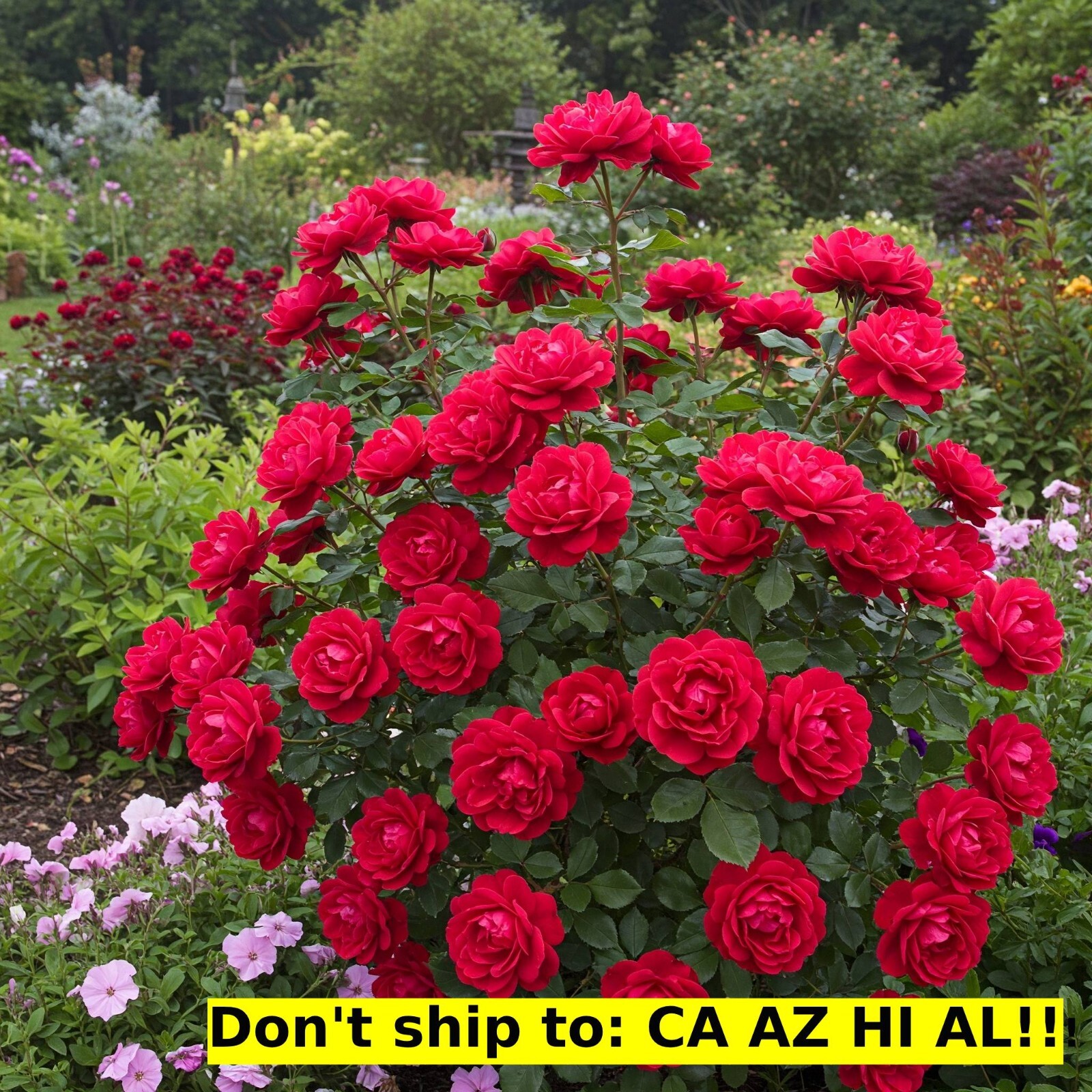 Garden Red Drift Rose Bush in 3 Gal Pot Outdoor Flowedring Live Plant Great Gift