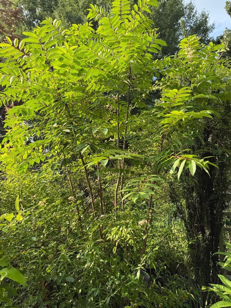 1 Chinese Toona Tree -Toon Sinensis Mahogany XiangChun 10″ Tall Bareroot 红油香椿树