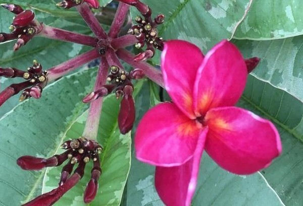 Red Blooming Variegated Leaf Plumeria rubra Frangipani Plant – ROOTED & GRAFTED