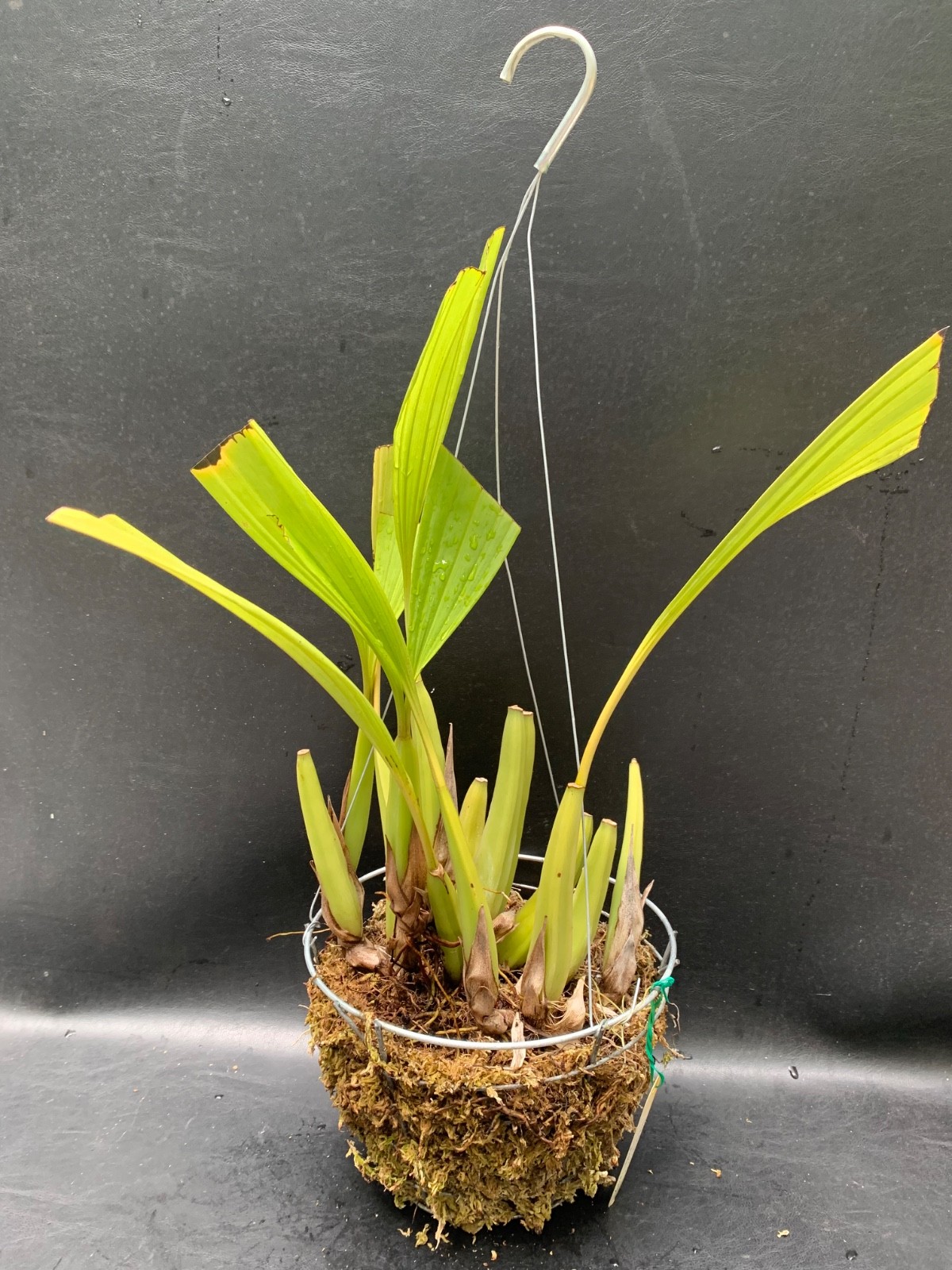 RARE FIND SPECIMEN COELOGYNE SWANIANA ORCHID SPECIES FRAGRANT FLOWERS !