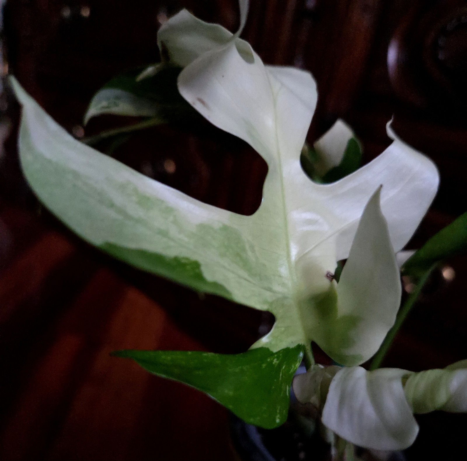 Rare Rhaphidophora Tetrasperma Albo 12″Tall Monstera No Philodendron Anthurium