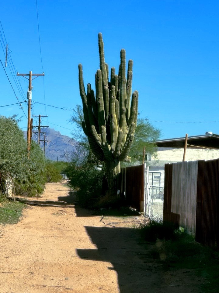10 SAGUARO GIANT CACTUS SEEDS (Carnegiea gigantea) “Tree like Cacti” Hardy-8