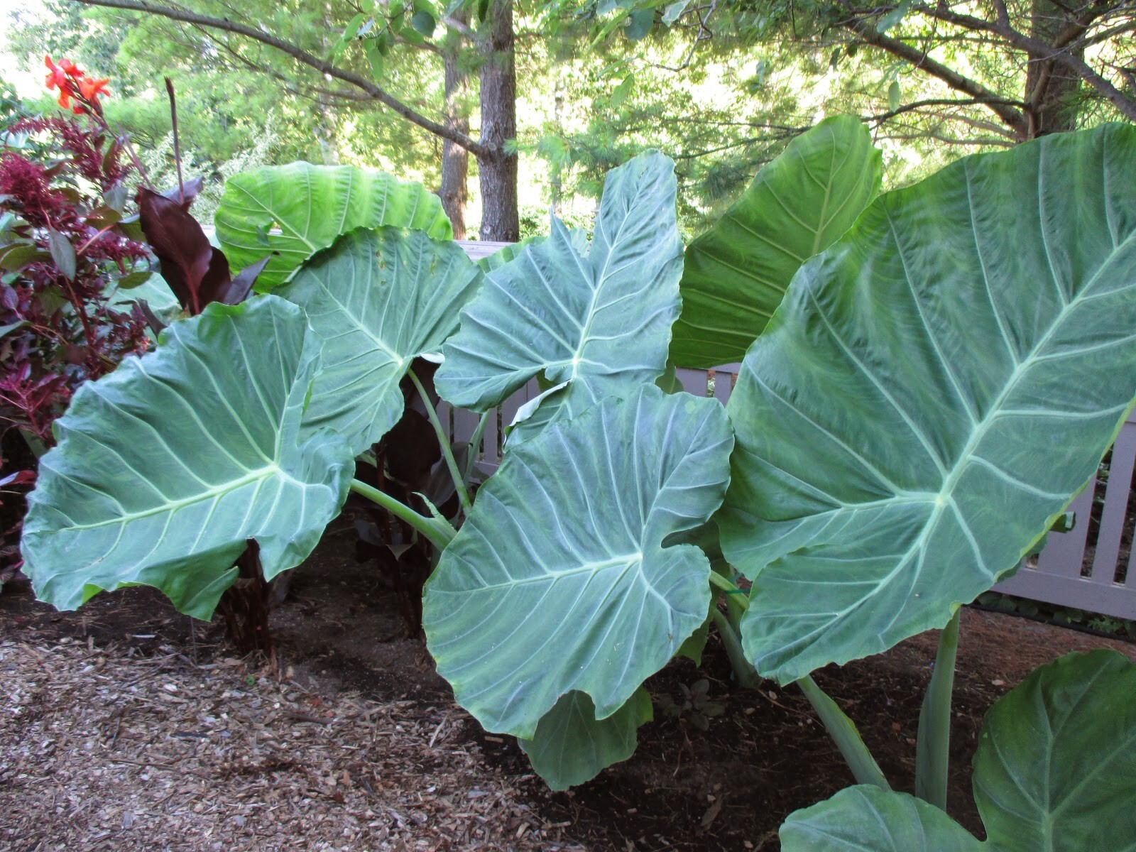 Colocasia – ‘Thai Giant’ – Elephant Ear
