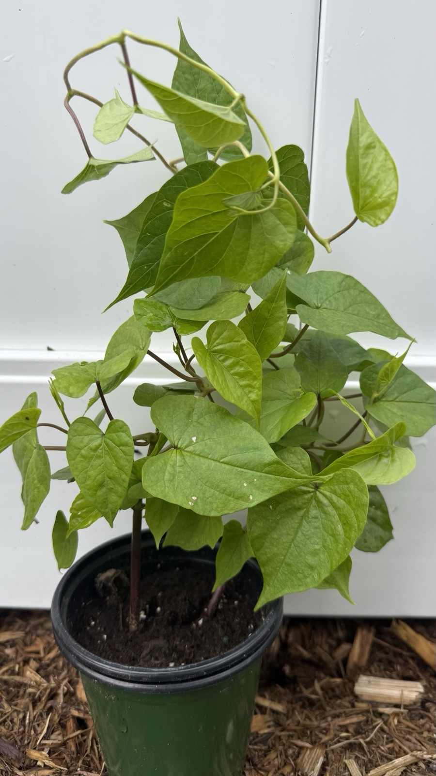 Moon Flower Live Plants