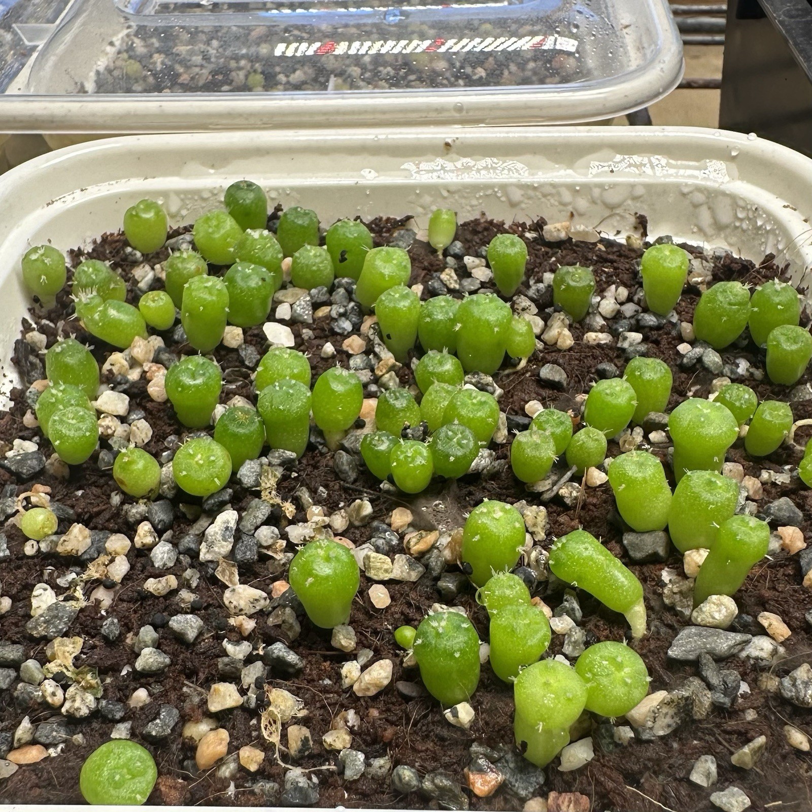 RARE *CULTIVAR* SEEDS (10pk) L0ph…Diffusa Koike x10 (Ten) Cactus US SELLER